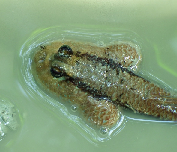 Ngạc nhiên loài cá duy nhất trên thế giới bị muỗi đốt - Hình 2 Ngac nhien loai ca duy nhat tren the gioi bi muoi dot-Hinh-2