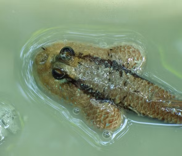 Ngac nhien loai ca duy nhat tren the gioi bi muoi dot-Hinh-2