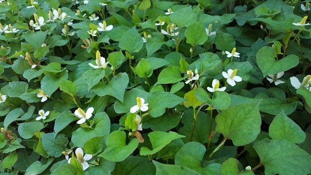 Viet Nam co loai “thuoc bo tu nhien” cuc tot nhung lai bi tho o