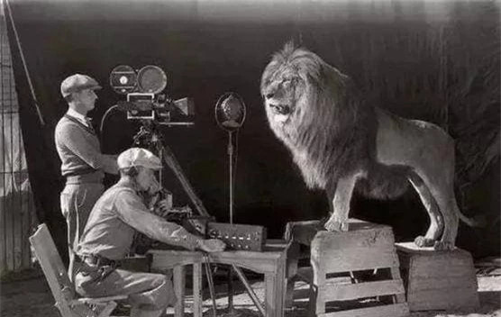 Điểm ấn tượng đã làm nên thương hiệu của MGM (Metro–Goldwyn–Mayer) chính là hình ảnh chú sư tử gầm ở đầu mỗi bộ phim của họ. Trên thực tế, có rất nhiều con sư tử đã được sử dụng cho biểu tượng của MGM. Bức ảnh này ghi lại hai nhiếp ảnh gia và một con sư tử, đây là một con sư tử thật, nếu không cẩn thận sẽ xảy ra nguy hiểm.