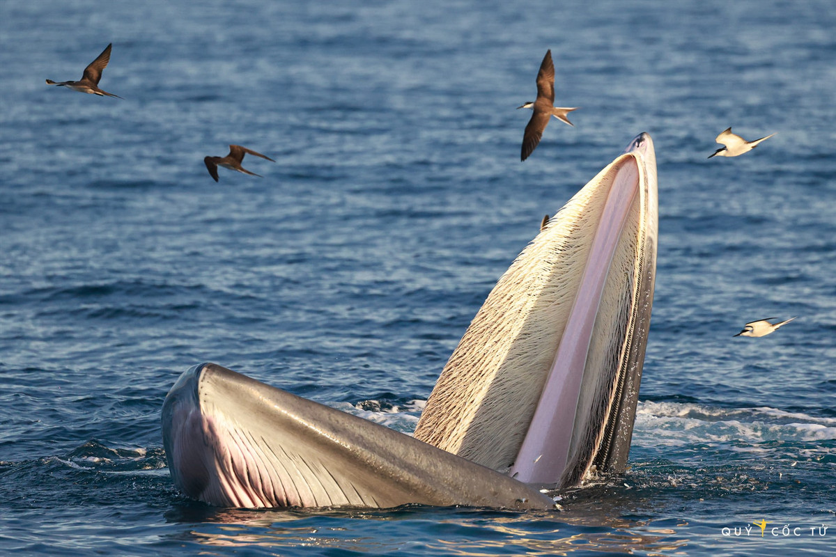 4. Cá voi: Cá voi xanh và cá voi vây có thể mở rộng miệng để nuốt một lượng lớn nước biển, chứa đầy thức ăn như nhuyễn thể và cá. Một con cá voi xanh trưởng thành có thể ngậm khoảng 26.000 gallon (100.000 lít) nước trong một lần.