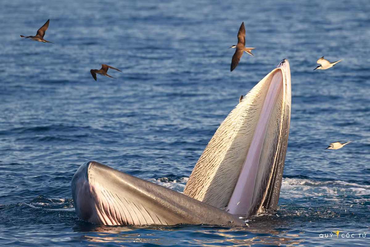 4. Cá voi: Cá voi xanh và cá voi vây có thể mở rộng miệng để nuốt một lượng lớn nước biển, chứa đầy thức ăn như nhuyễn thể và cá. Một con cá voi xanh trưởng thành có thể ngậm khoảng 26.000 gallon (100.000 lít) nước trong một lần.