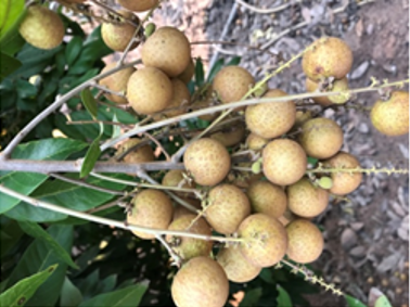 Nông dân bỏ túi nửa tỷ đồng nhờ trồng cây ra quả ngọt ngào - Hình 4 Nong dan bo tui nua ty dong nho trong cay ra qua ngot ngao-Hinh-4