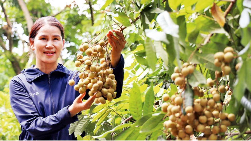 Nông dân bỏ túi nửa tỷ đồng nhờ trồng cây ra quả ngọt ngào - Hình 3 Nong dan bo tui nua ty dong nho trong cay ra qua ngot ngao-Hinh-3