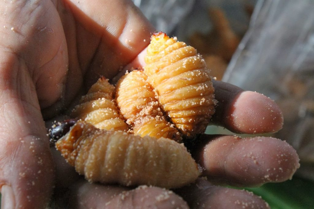 6. Đuông dừa: Đây là đặc sản của miền Tây, Việt Nam. Ấu trùng này sống trong và ăn các thân cây dừa nên chúng rất sạch và giàu dinh dưỡng. Thân hình trắng nõn và mềm mại của đuông dừa khiến nhiều người phải khóc thét khi lần đầu nhìn thấy. Khi thưởng thức món ăn này, đuông dừa còn sống được thả vào bát nước mắm. Phần đáng sợ nhất là khi chứng kiến những con đuông to bằng ngón tay cái đang bò trong bát. Cảm giác đuông dừa béo mẫm, giãy ngoằn ngoèo bên trong miệng và cổ họng hẳn là một trải nghiệm thú vị.