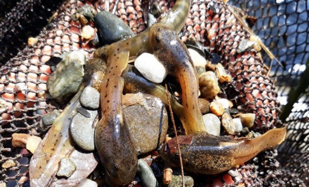 4. Nòng nọc om măng: Đây là món ăn đặc trưng của tỉnh Thanh Hóa. Nguyên liệu chính của món ăn này là nòng nọc, to cỡ ngón tay cái.