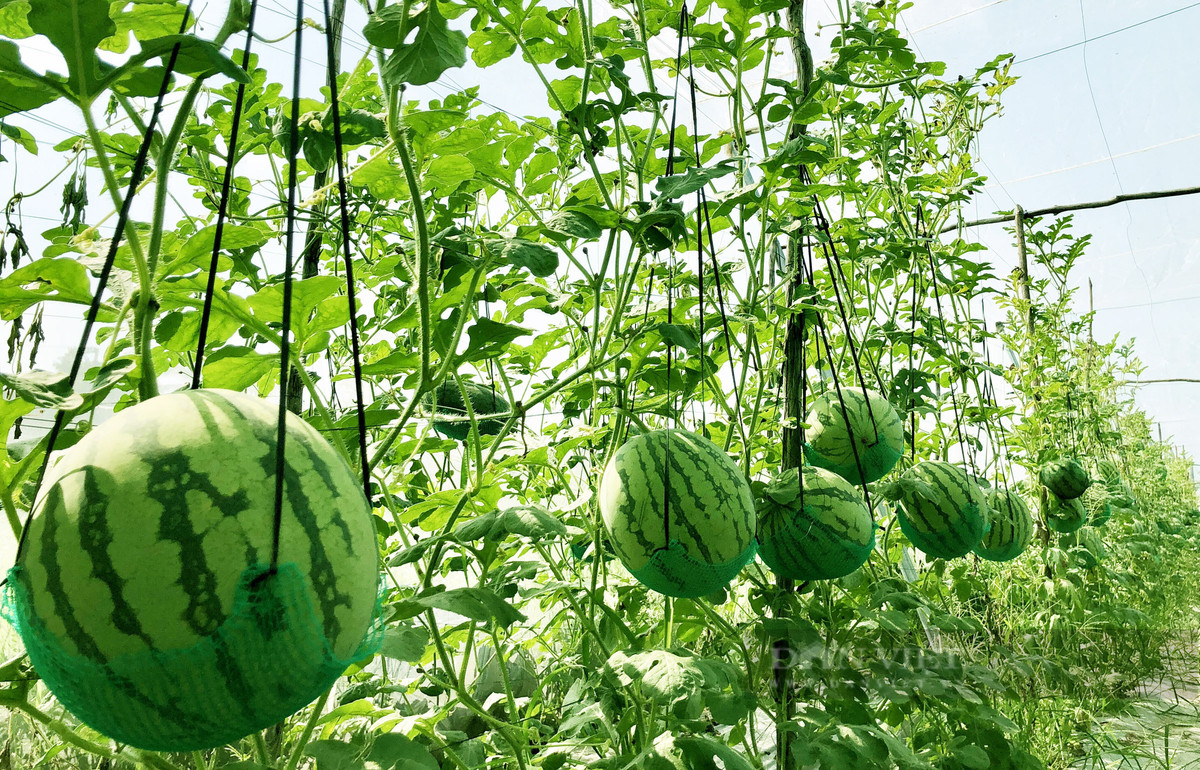 Vườn dưa hấu độc nhất vô nhị ở An Giang Vuon dua hau doc nhat vo nhi o An Giang