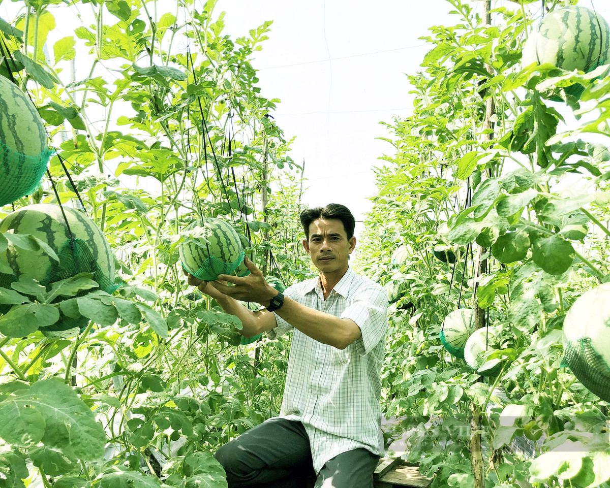 Vườn dưa hấu độc nhất vô nhị ở An Giang - Hình 5 Vuon dua hau doc nhat vo nhi o An Giang-Hinh-5