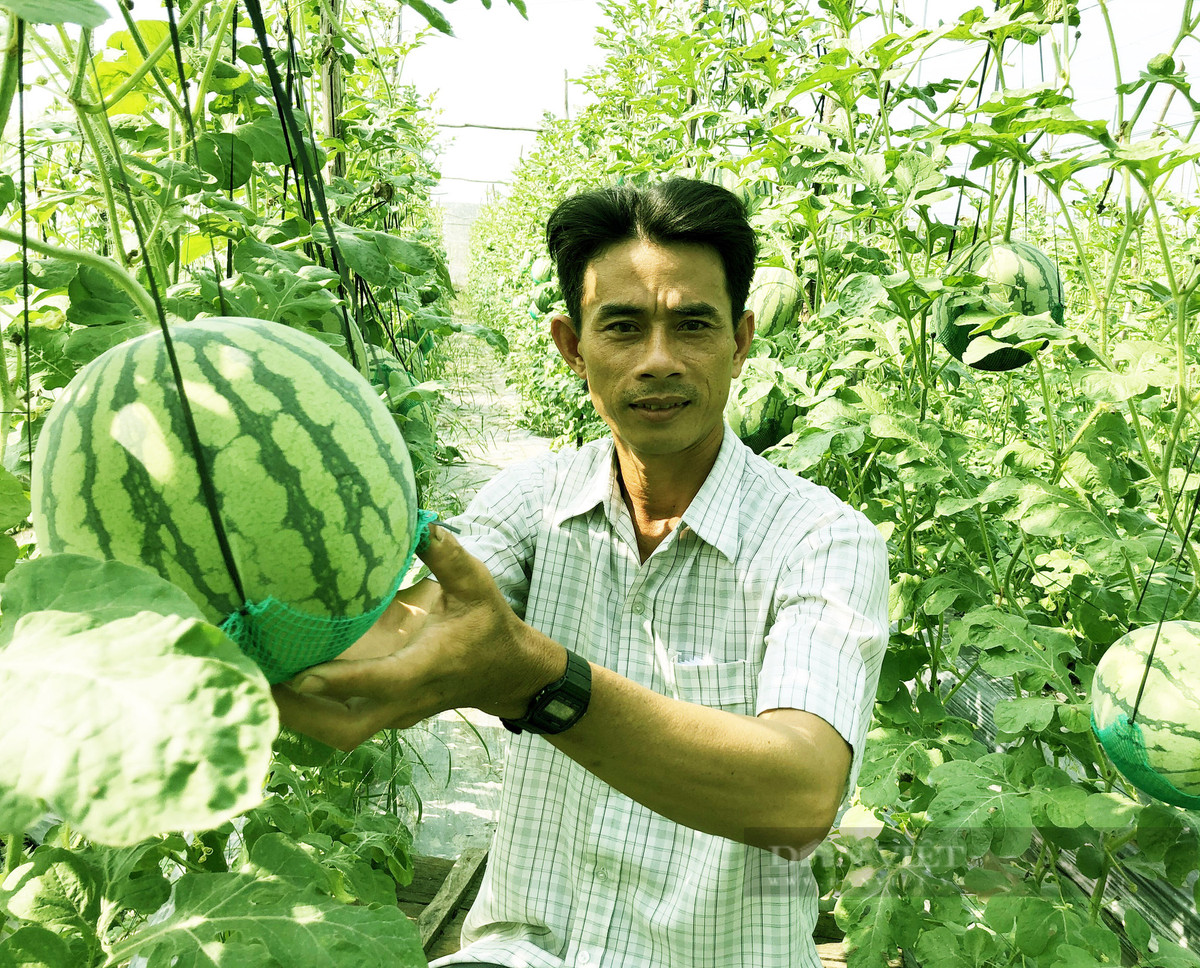 Vườn dưa hấu độc nhất vô nhị ở An Giang - Hình 8 Vuon dua hau doc nhat vo nhi o An Giang-Hinh-8