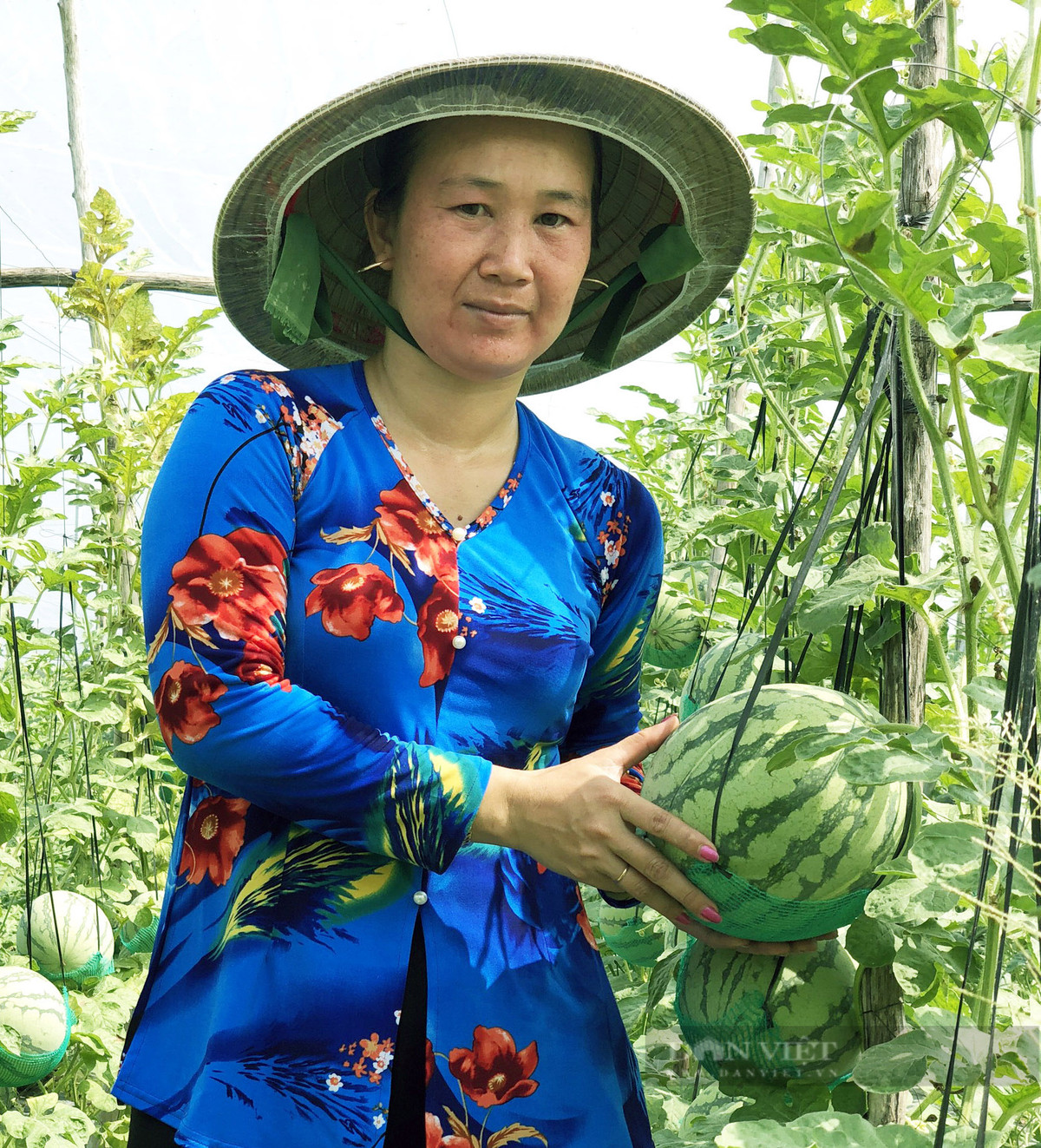 Vườn dưa hấu độc nhất vô nhị ở An Giang - Hình 7 Vuon dua hau doc nhat vo nhi o An Giang-Hinh-7