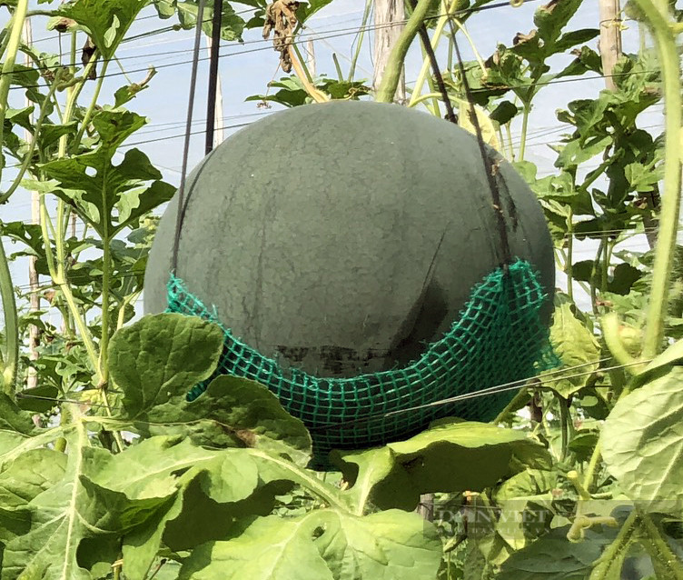 Vườn dưa hấu độc nhất vô nhị ở An Giang - Hình 3 Vuon dua hau doc nhat vo nhi o An Giang-Hinh-3
