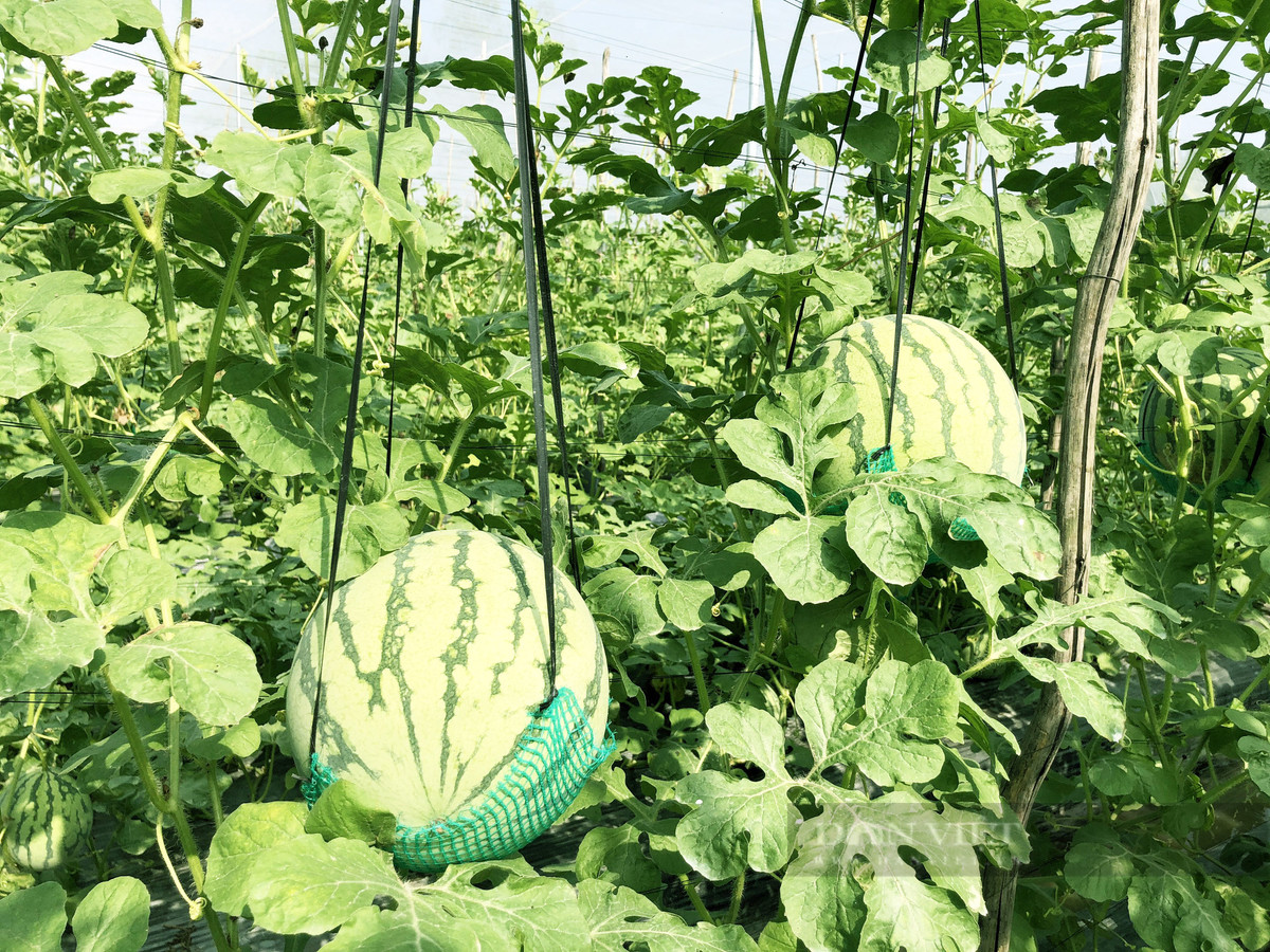 Vườn dưa hấu độc nhất vô nhị ở An Giang - Hình 6 Vuon dua hau doc nhat vo nhi o An Giang-Hinh-6