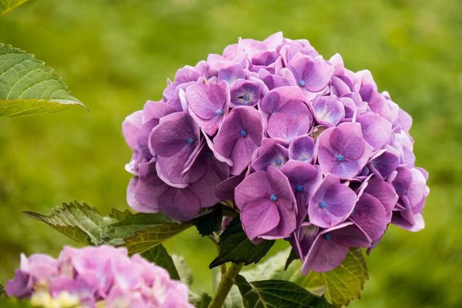 8 loai hoa khong nen cam tren ban tho ngay Tet Nham Dan