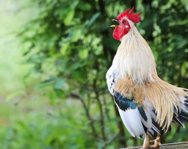 Tuổi Gà. Người sinh năm con gà, mặc dù có những chuyện không vừa ý trong những năm vừa qua, nhưng đều được giải quyết bằng chính khả năng của mình. 