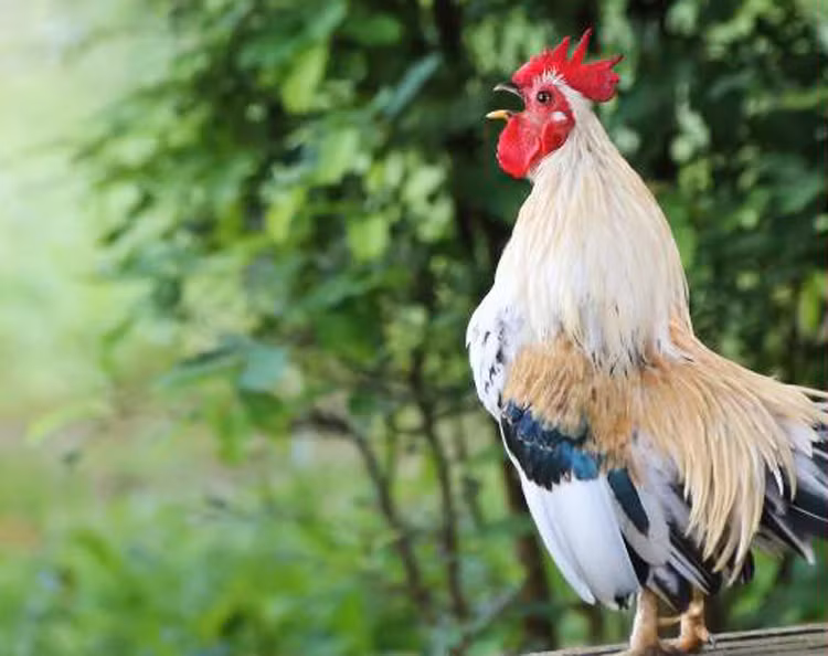 Tuổi Gà. Người sinh năm con gà, mặc dù có những chuyện không vừa ý trong những năm vừa qua, nhưng đều được giải quyết bằng chính khả năng của mình. 