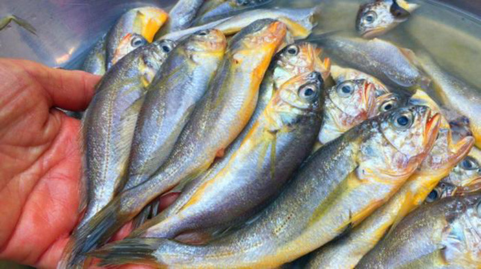 3. Cá đù vàng: Cá đù vàng dù kích thước nhỏ hay lớn cũng đều ngon. Loại cá này khi mua về nên nấu và ăn ngay nếu không sẽ bị mất hương vị. Nhiều người thích chế biến cá đù vàng theo cách hầm với nước sốt. Khi mua cá nên chọn loại có màu vàng óng, thịt chắc.