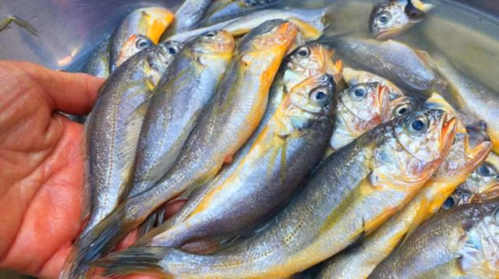 3. Cá đù vàng: Cá đù vàng dù kích thước nhỏ hay lớn cũng đều ngon. Loại cá này khi mua về nên nấu và ăn ngay nếu không sẽ bị mất hương vị. Nhiều người thích chế biến cá đù vàng theo cách hầm với nước sốt. Khi mua cá nên chọn loại có màu vàng óng, thịt chắc.