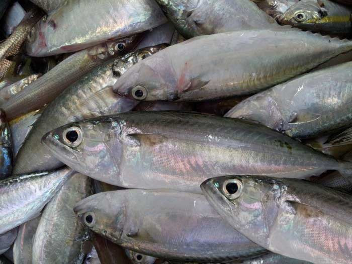 1. Cá thu ngừ: Cá thu ngừ hay còn gọi là cá bạc má, rất dày thịt, vị ngon, thích hợp đem kho hoặc chiên. Đặc biệt, hàm lượng đạm trong cá thu ngừ rất cao, giàu Omega-3, rất tốt cho người già và trẻ nhỏ tiêu thụ. Cá thu ngừ cũng thường được nấu thành nước dùng ăn với bún, vị tươi ngon của cá kết hợp với một số rau củ tạo nên vị nước dùng ngọt thanh, rất ngon.