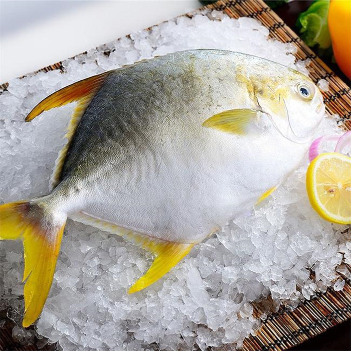 4. Cá chim vàng: Cá chim vàng rất dễ nấu thành nhiều món từ chiên, sốt, kho, hấp cho tới nấu canh. Nó cũng dễ dàng kết hợp với nhiều loại nguyên liệu và các loại sốt khác nhau, hầu như cách chế biến nào cũng đều ngon và đưa cơm. Hơn nữa, thịt cá chim rất giàu dinh dưỡng, chứa nhiều Omega-3 và protein. Bạn có thể mua cá chim vàng đông lạnh hoặc tốt nhất nên mua cá tươi ngoài chợ về nấu sẽ ngon hơn.