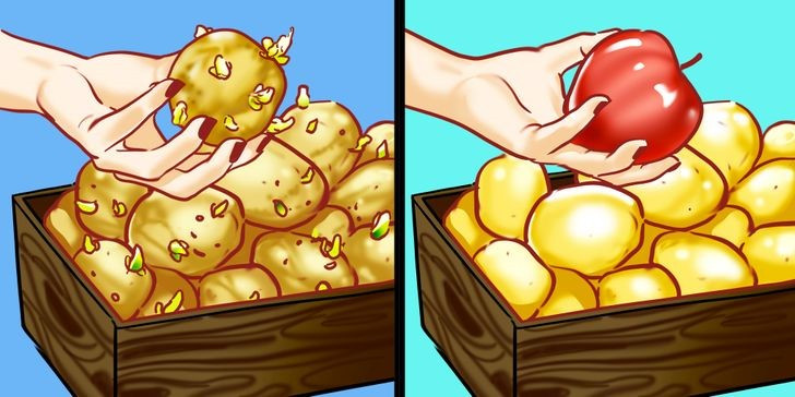 2. Để khoai tây không mọc mầm: Hãy đặt một quả táo trong giỏ khoai tây và tránh để hành tây gần đó, đồng thời đặt chúng ở một nơi tối mát mẻ. Khoai tây làm cách này sẽ không bị mọc mầm, hạn chế việc lãng phí thực phẩm.