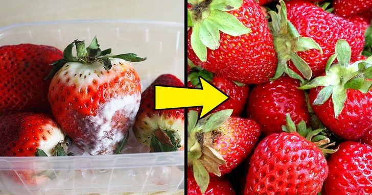 6. Bảo quản dâu tây lâu hơn bằng cách rửa chúng với giấm: Dâu tây là một loại thực phẩm có thể thối rữa rất nhanh. Vì vậy, để giữ cho chúng luôn tươi mới nhất có thể, hãy sử dụng mẹo này. Rửa quả dâu trong bồn nước pha giấm. Bạn cần 1 chén giấm trắng và 8 cốc nước. Ngâm dâu tây trong bồn một lúc, sau đó để ráo nước và rửa sạch.