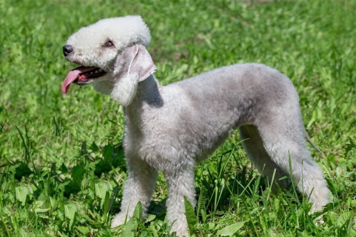1. Chó sục Bedlington. Loài vật này nổi bật với vẻ bề ngoài tựa như một chú cừu con hơn là một con chó. Đây là một giống “chó sục” có nguồn gốc từ Anh, lông ngắn và có thể sục sạo bất cứ nơi đâu. Loài chó Bedlington là sát thủ đối số một đối với các loài gặm nhấm.