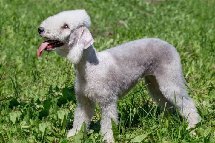 1. Chó sục Bedlington. Loài vật này nổi bật với vẻ bề ngoài tựa như một chú cừu con hơn là một con chó. Đây là một giống “chó sục” có nguồn gốc từ Anh, lông ngắn và có thể sục sạo bất cứ nơi đâu. Loài chó Bedlington là sát thủ đối số một đối với các loài gặm nhấm.
