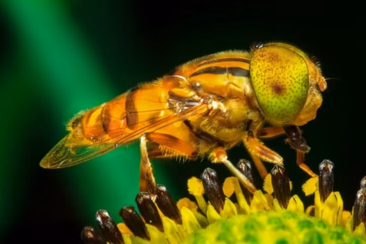 3. Ruồi giấm. Là một trong những loài động vật phổ biến nhất trên hành tinh, sinh sống ở mọi lục địa ngoại trừ Nam Cực. Nhìn bằng mắt thường, ruồi giấm chỉ như những chấm nhỏ đang vo ve. Nhưng dưới kính hiển vì, có thể nhìn thấy con mắt to, đỏ chiếm gần hết khuôn mặt và những sợi lông bù xù. Sự kết hợp đó chỉ có thể miêu tả bằng 1 từ: xấu xí