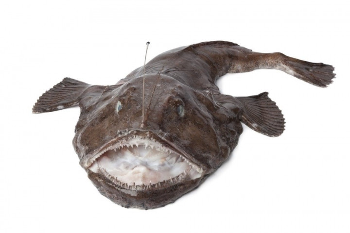 8. Cá Monkfish. Loài cá này từng bị nhầm lẫn với quái vật biển huyền thoại bởi có miệng rộng và cơ thể xấu xí. Sau khi bỏ phần đầu đáng sợ, cá Monkfish trở thành món ăn ngon ở nhiều nơi trên thế giới.