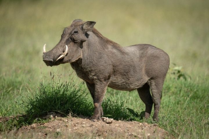 6. Lợn rừng sa mạc Sahara (Warthog). Khuôn mặt xấu xí của lợn rừng châu Phi gồm cái mũi đặc trưng của loài lợn nhưng “đi kèm” răng nanh nhô ra và phần bờm trên lưng…. Tuy nhiên, loài lợn rừng này có thể sống được trong môi trường cực kì khắc nghiệt.