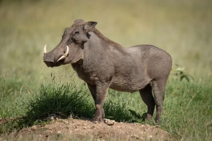 6. Lợn rừng sa mạc Sahara (Warthog). Khuôn mặt xấu xí của lợn rừng châu Phi gồm cái mũi đặc trưng của loài lợn nhưng “đi kèm” răng nanh nhô ra và phần bờm trên lưng…. Tuy nhiên, loài lợn rừng này có thể sống được trong môi trường cực kì khắc nghiệt.