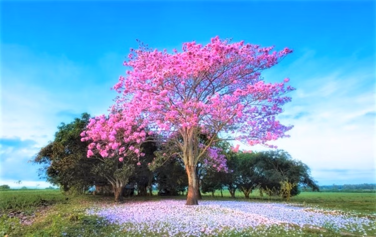 Chụp ảnh và thử nghiệm các thể loại khác nhau, Laluma đã tìm thấy niềm đam mê cá nhân trong nhiếp ảnh phong cảnh và thành công thông qua việc trở thành Nhà cố vấn chính của Fujifilm Philippines. Ảnh: Cây kèn hồng trổ hoa. Nguồn: petapixel.com