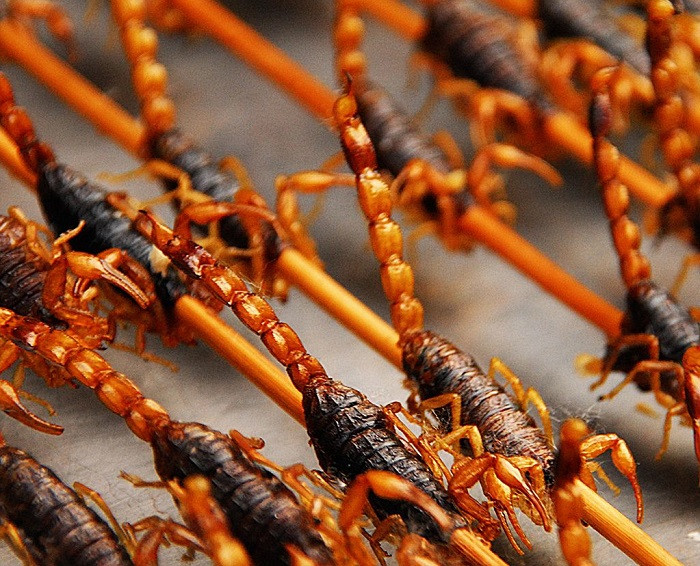 6. Bọ cạp chiên: Khi đi dạo trên các con phố ở Trung Quốc, không khó để tìm thấy một quán bán côn trùng chiên trong đó có bọ cạp. Những con bọ cạp chiên này được xiên vào que và chiên giòn đạt đến màu vàng vô cùng đẹp mắt. Người ta tin rằng, món ăn này có thể làm ấm cơ thể trong mùa đông và chữa được một vài bệnh lý.