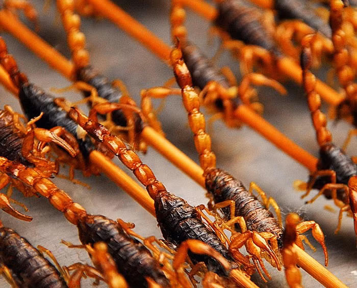 6. Bọ cạp chiên: Khi đi dạo trên các con phố ở Trung Quốc, không khó để tìm thấy một quán bán côn trùng chiên trong đó có bọ cạp. Những con bọ cạp chiên này được xiên vào que và chiên giòn đạt đến màu vàng vô cùng đẹp mắt. Người ta tin rằng, món ăn này có thể làm ấm cơ thể trong mùa đông và chữa được một vài bệnh lý.