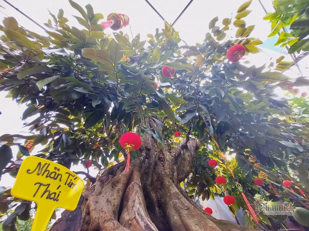 Cay nhan tim tuoi tho 50 nam, dai gia chot gia 250 trieu choi xuan-Hinh-2