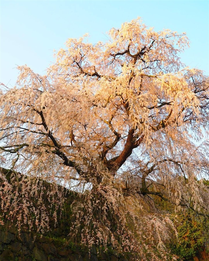 Đặc biệt sau khi Matabei xuất hiện trong một bộ phim lịch sử của đài NHK, mỗi năm vào thời điểm tháng Tư có hơn 70.000 lượt du khách Nhật Bản ghé thăm công viên sở hữu cây hoa anh đào này. (Ảnh: yuji_sakuramoto)