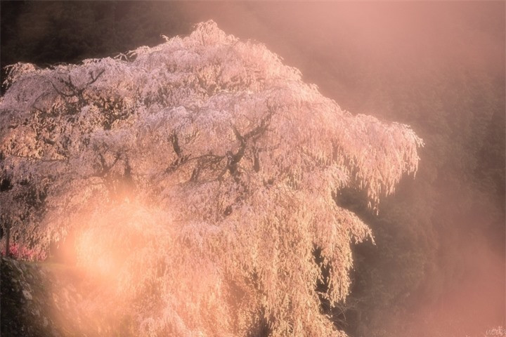 Tuy nhiên, một truyền thuyết khác lại kể rằng ông vẫn còn sống và tìm đến thành phố Uda, trở thành một nhà sư. Cây anh đào tuyệt đẹp này do chính tay ông trồng. (Ảnh: Koki Ueda)