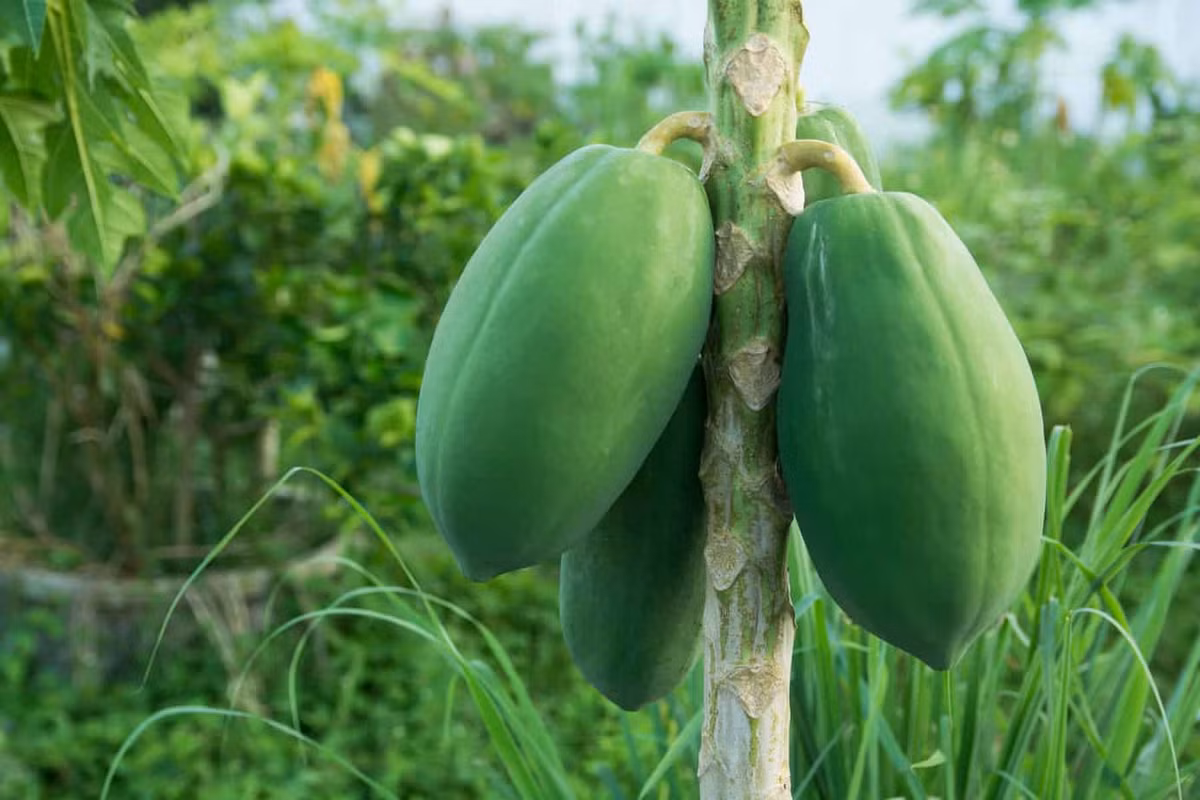 Mot so nguoi khong nen an du du-Hinh-2