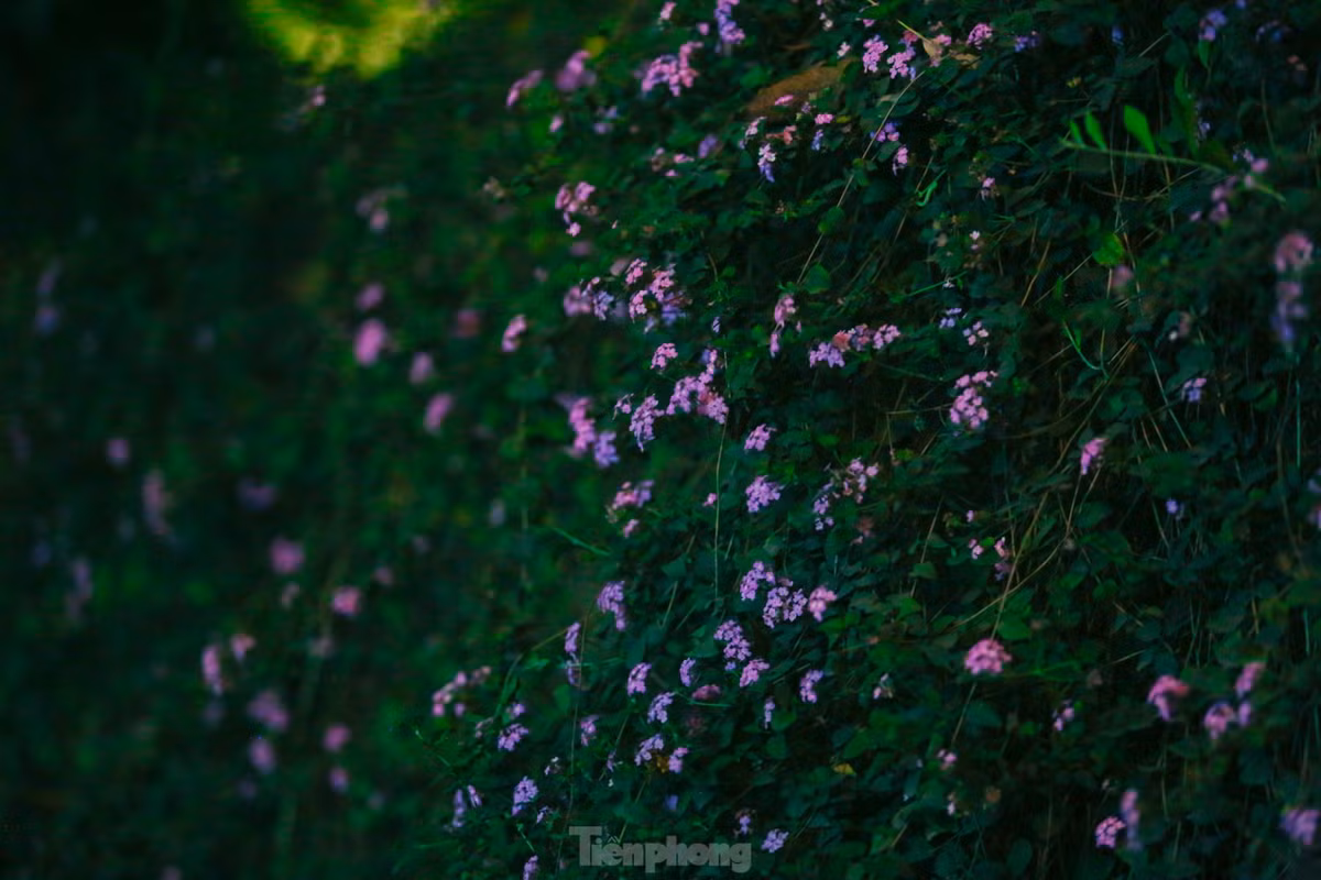 Cây hoa ngũ sắc thuộc nhóm cây bụi, thân nhỏ, thường mọc thành bụi rậm. Bề mặt thân cây được phủ bởi lớp lông nhám. Ngũ sắc ra hoa quanh năm, Ở đây nở rộ vào tháng 3, nở theo chùm tạo thành khung cảnh lãng mạn. Tuy nhiên thời gian này hoa bắt đầu tàn và rụng.