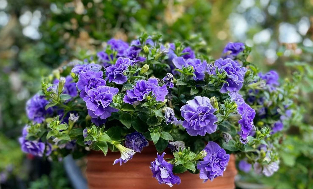 Loai hoa xanh biec khien ban yeu tu cai nhin dau tien-Hinh-8