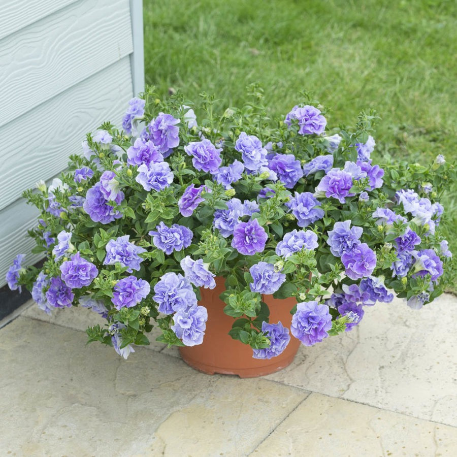 Loai hoa xanh biec khien ban yeu tu cai nhin dau tien-Hinh-5