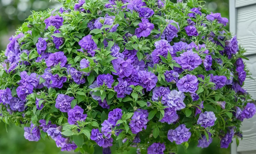 Loai hoa xanh biec khien ban yeu tu cai nhin dau tien-Hinh-3