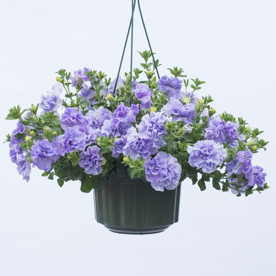 Loai hoa xanh biec khien ban yeu tu cai nhin dau tien-Hinh-6