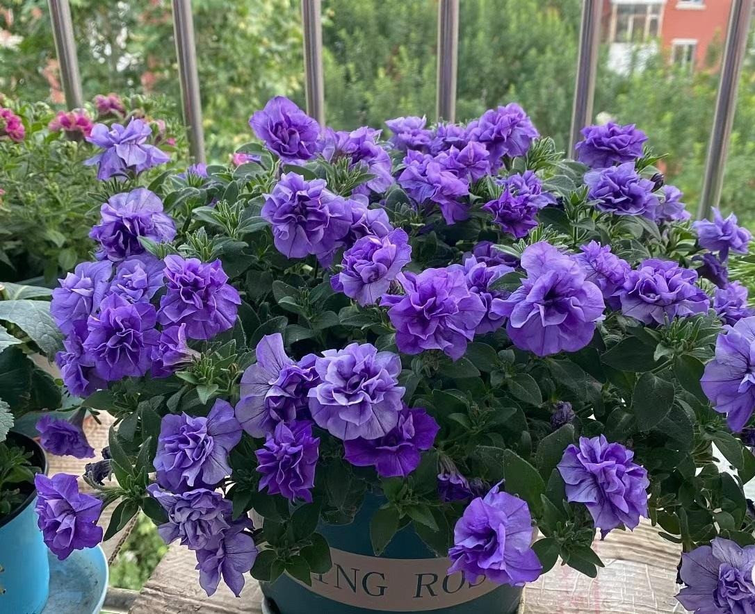 Loai hoa xanh biec khien ban yeu tu cai nhin dau tien-Hinh-9