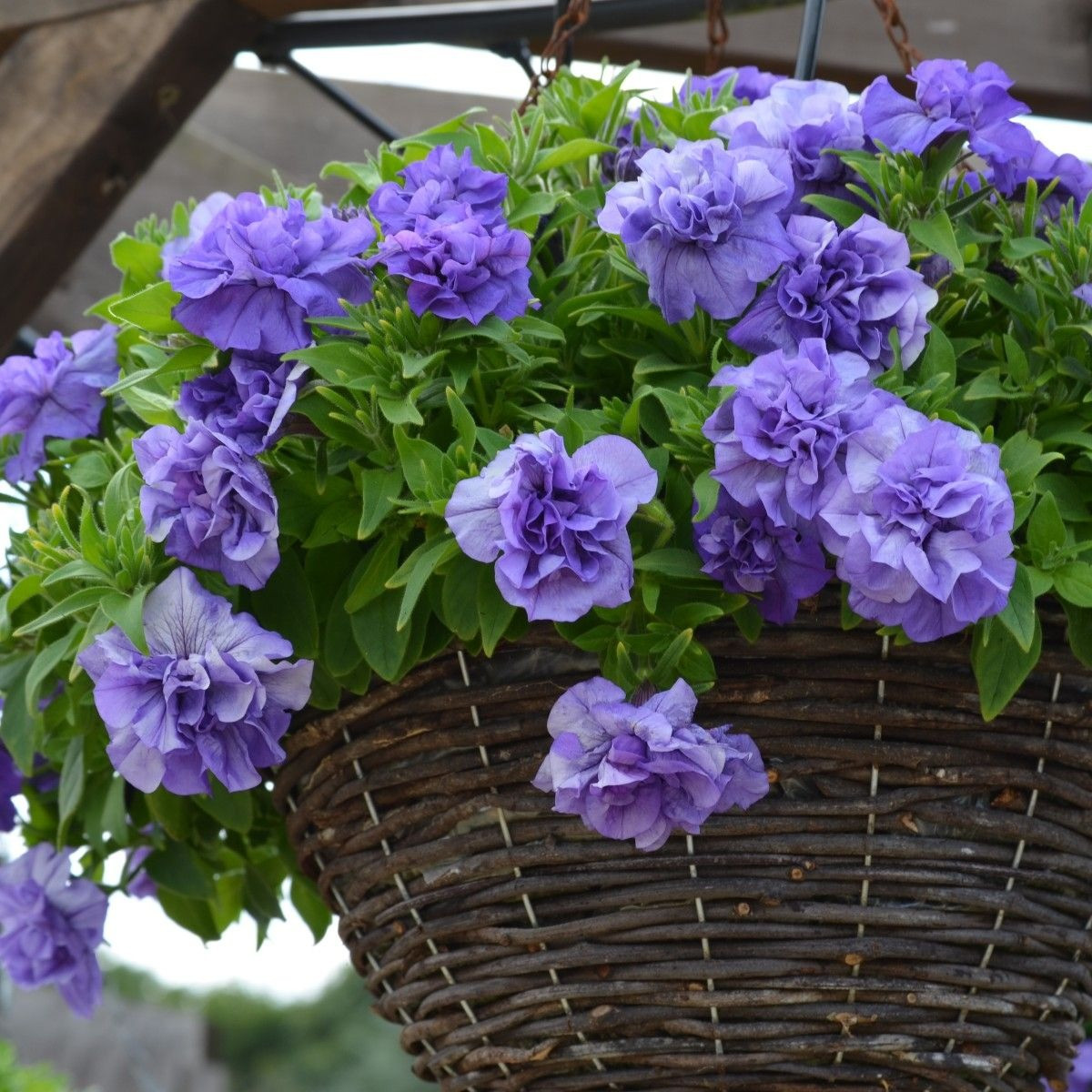 Loai hoa xanh biec khien ban yeu tu cai nhin dau tien-Hinh-2