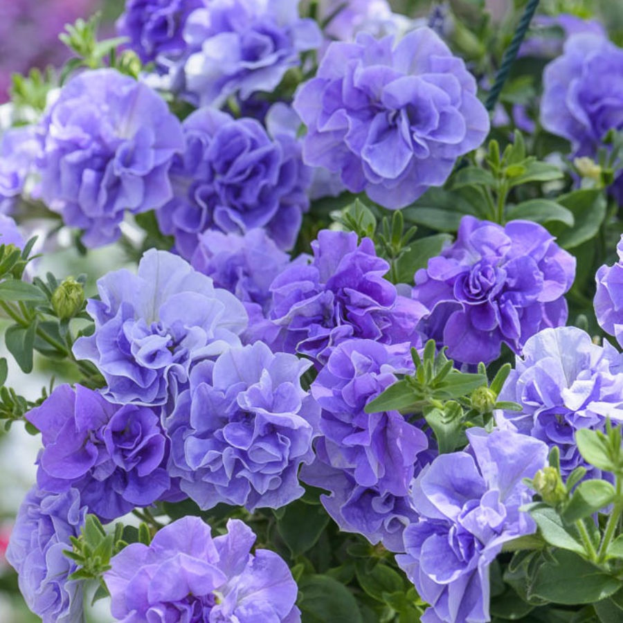 Loai hoa xanh biec khien ban yeu tu cai nhin dau tien