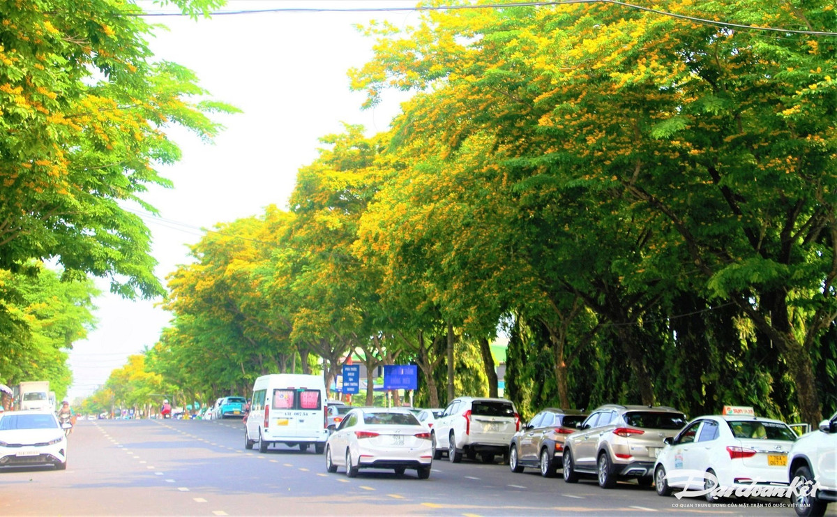 Tam Ky ruc ro mua hoa sua sac vang-Hinh-6