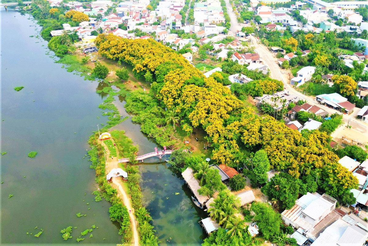 Tam Ky ruc ro mua hoa sua sac vang