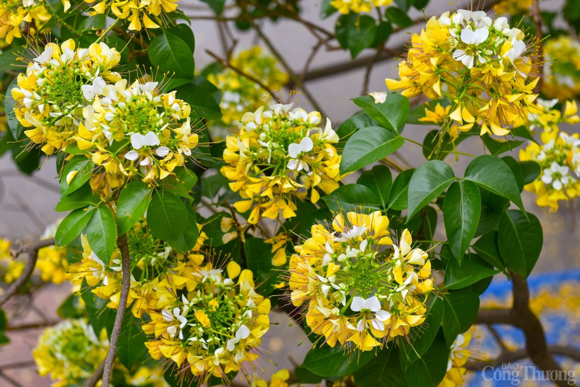 Can canh cay hoa bun 300 nam tuoi doc nhat vo nhi o Ha Noi-Hinh-3