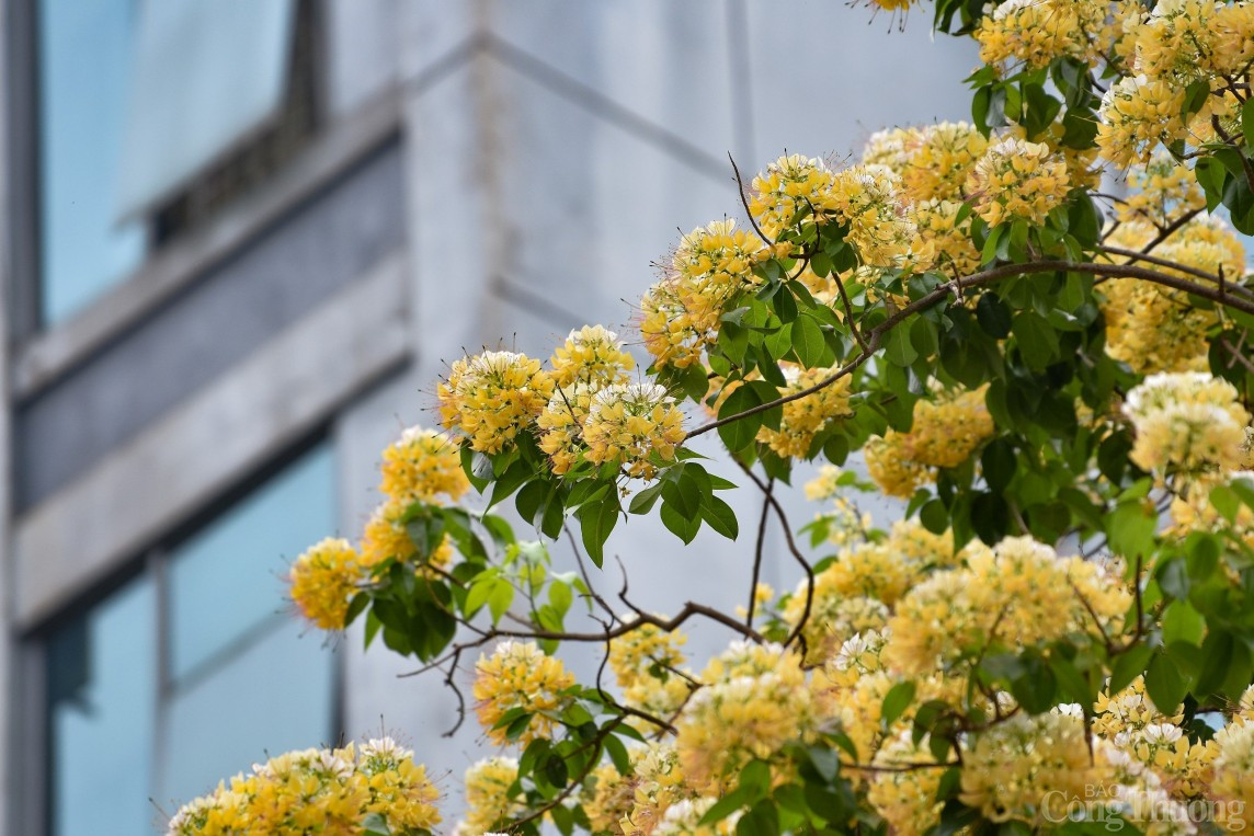 Can canh cay hoa bun 300 nam tuoi doc nhat vo nhi o Ha Noi-Hinh-9